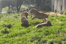 老虎准备偷袭雄狮，被雄狮发现后立马趴在地上，没想到老虎这么怂