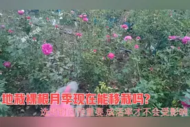 地栽裸根月季现在能移栽吗？选对时间很重要，成活率才不会受影响视频封面