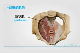 人体解刨学：9.1盆部的解剖—盆壁和盆腔脏器的解剖