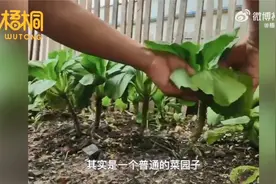 男子把上海青种成了万年青-掰着吃很方便，不种菜又能一直有菜吃视频封面