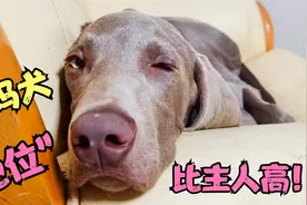 “魏玛犬”太奇葩了，叼棍子竟然把嘴扎了，疼得嗷嗷直叫视频封面