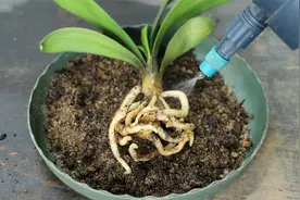 给君子兰上盆前，多喷一点它，快速服盆，长根，长叶视频封面