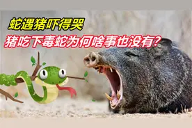 老人说蛇遇猪吓得哭，有科学依据吗，猪吃下毒蛇为何啥事也没有？视频封面