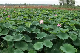 鲁西南曹县，万亩荷塘风景区