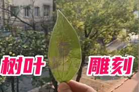 在树叶上雕刻图案！帅小伙挑战雕叶雕，你们猜我成功了吗？视频封面