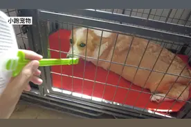 平时很温顺的柯基妈妈，生了孩子像变了一条狗，居然翻脸咬主人视频封面