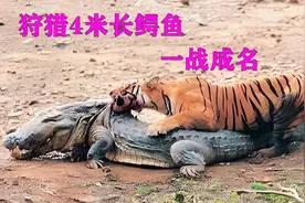 它是世界上最长寿的老虎，活了20年，却拜一条鳄鱼所赐