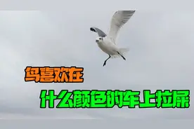 美国专家：鸟最喜欢在红色车上拉屎，这是真的吗？视频封面