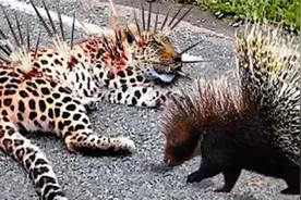 花豹作死挑衅豪猪，结果被豪猪扎的浑身刺，镜头拍下这精彩瞬间视频封面