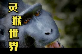 灵长类动物中的胡须卷尾猴，它们会传承，会学习，会使用工具视频封面