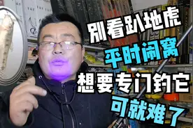 趴地虎价格飙升，掌握这几招，即可快速钓出一道贵菜视频封面