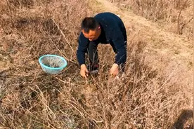 这种野菜比较稀缺，它“保肝护肝”用处多，市场几十块一斤还没货视频封面