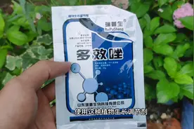 花卉绿植徒长容易倒，喷洒多效唑来抑制生长，适合大部分植物使用视频封面