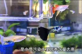 孔雀鱼为什么会烧尾，原来是这个问题，看看怎么预防解决烧尾视频封面