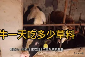 牛一天吃多少草和料？小薛养90头牛，母牛一年吃1万斤！视频封面