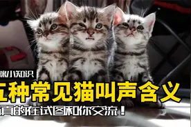 猫真的在试图和你交流！五种常见猫叫声的不同含义视频封面