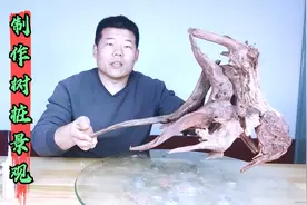 草缸造景，制作树桩景观，分享全过程视频封面