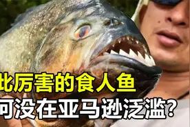食人鱼被称为淡水“冷血杀手”，为什么它没在亚马逊河泛滥？视频封面