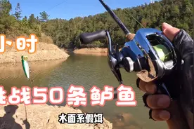 用水面系假饵3小时内钓获50条鲈鱼，路亚小哥能否挑战成功视频封面