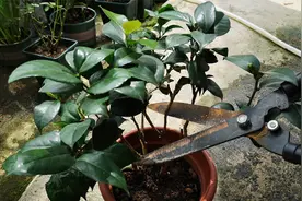 茶花枯枝了怎么办？处理谨记做好这几步，挽救不难