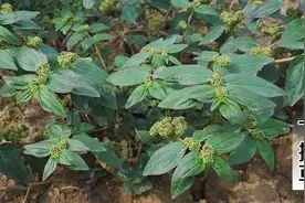 一种其貌不扬的野草 它名字叫飞扬草 很多人都低估了它的价值
