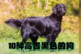 10种高贵黑色的狗