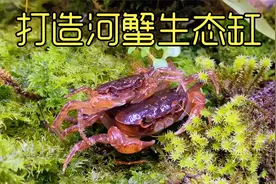 沉浸式养河蟹，给野外抓来的螃蟹打造生态缸，太有趣太好玩了视频封面