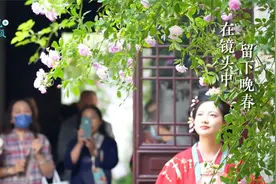 苏州艺圃的蔷薇花绝美盛开视频封面