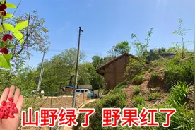 山里满眼绿色，到处都是童年爱吃的野果，父亲总想多种些庄稼视频封面