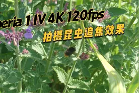 索尼 Xperia 1 IV 4K 120fps 田野乡间拍摄昆虫 牛逼的追焦效果