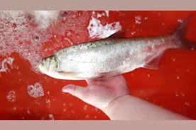 这三款大腥的饵料搭配，上的翘嘴一个比一个大，家里小孩都馋哭了视频封面