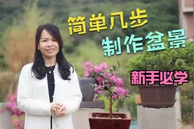 无需好桩材，新人即可操作，只需轻松几步教你做一棵漂亮的盆景！视频封面