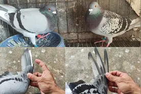 信鸽就是信鸽卖出去几个月了，翅膀剪剩没几根羽毛都飞回来了