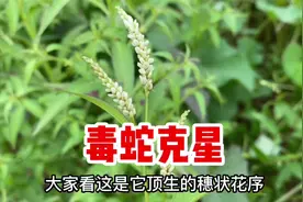 辣蓼又名水蓼，号称“毒蛇克星”，捣碎作用厉害了，很多人不知道