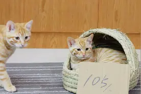 橘猫快把家里吃破产，主人把3个月大的小猫称斤卖，结果后悔了…视频封面