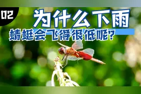 为什么下雨的时候蜻蜓会飞得很低呢？视频封面