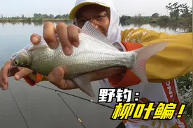 鳊鱼好钓吗？打窝很关键！配合长子线抓接口，保证让你不空军！视频封面