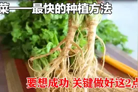 种植香菜的新方法，10天就可以采收，不可思议！下次一定要试试视频封面