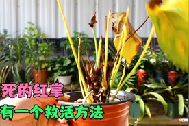 半死不活的红掌，先别扔，一个方法有救活的可能视频封面