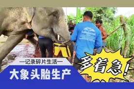 大象生孩子你见过吗？镜头拍下全过程，母爱太伟大了！