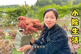 柠檬参观朋友家的秘密花园，满院的鲜花和多肉，真是让人羡慕视频封面