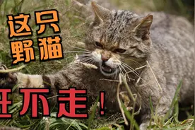 这只野猫用尽各种办法也赶不走？背后的原因令人动容！视频封面