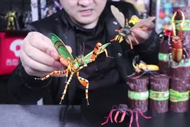 拼装昆虫模型，大黄蜂有点吓人，鹿甲虫做工最好，其他的怎么样？视频封面