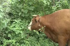 稀奇！间隔两个月，乡亲家的黄牛竟然又产下双胞胎视频封面