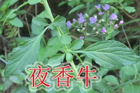 夜香牛号称毒蛇克星，煮水又名“伤寒草”，很多人当它是野草视频封面
