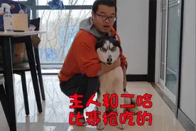 主人和二哈比赛抢吃的，狡猾主人耍赖把二哈逼疯，气得二哈暴走视频封面