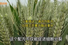 小麦喷施2遍这个新型调节剂，比芸苔素内酯还好，籽粒饱满产量高视频封面