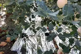 铺反光膜也有技巧，上次的反光膜是下上雨水了，看看刚铺的效果。视频封面