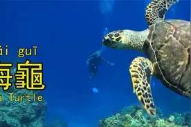 一百种动物的中文名称