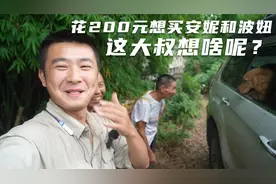 路人花200块买我金毛，主人说10万也不卖，这场面太搞笑了视频封面